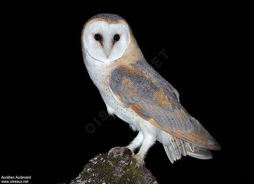 gardienne des nuits blanches