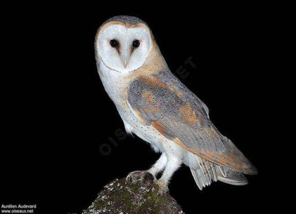 gardienne des nuits blanches